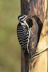 Ladder-backed Woodpecker